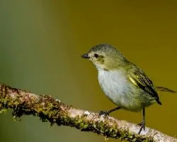 Zimmerius vilissimus