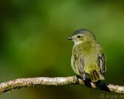 Zimmerius vilissimus