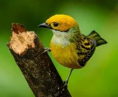 Tangara icterocephala