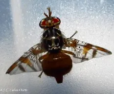 Ceratitis capitata