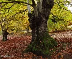 Castaños en otoño