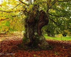 Castaños en otoño