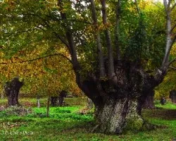 Castaños en otoño