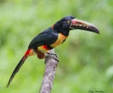 Pteroglossus torquatus