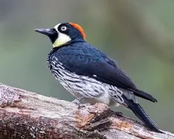 Melanerpes-formicivorus