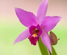  Laelia anceps