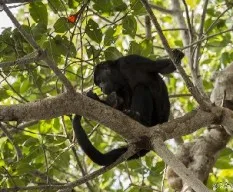 Alouatta palliata