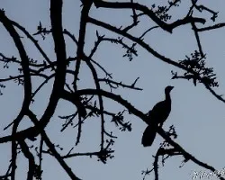 Reto del mes contra luz arboles