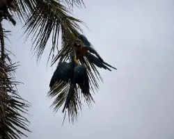 Reto del mes contra luz arboles