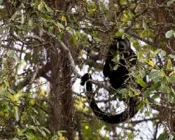 Alouatta palliata