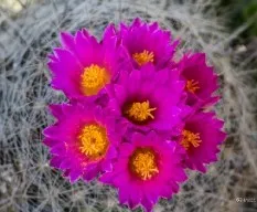 Flor de cactus