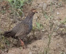 Dendrortyx leucophrys