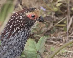 Dendrortyx leucophrys