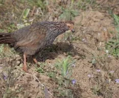 Dendrortyx leucophrys