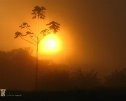 Cecropia obtusifolia