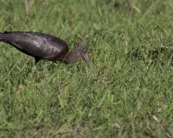 Plegadis falcinellus