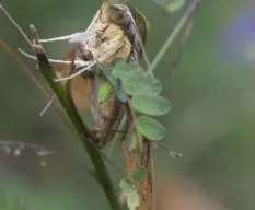 Polilla, no conozco el id