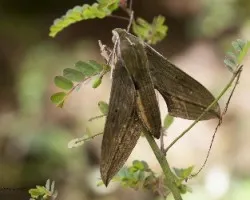 Polilla, no conozco el id