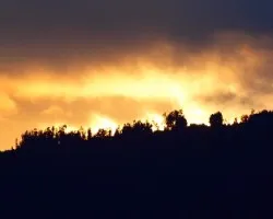 Ãrboles a contraluz 