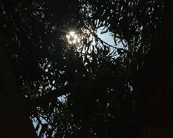 Ãrbol a contraluz