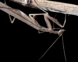 Stagmatoptera hyaloptera