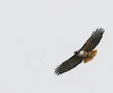 Buteo jamaicensis