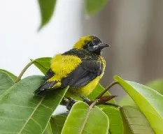 Icterus prosthemelas
