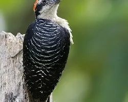 Melanerpes pucherani