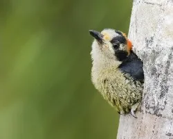 Melanerpes pucherani