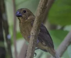 Sporophila americana