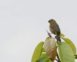 Sporophila americana