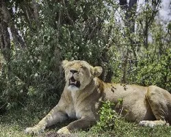 Panthera leo