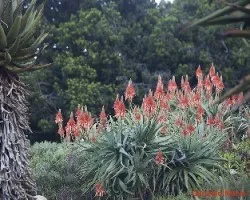 Aloe Arborescens 