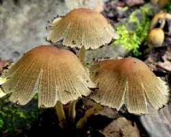 Sombrillas desplegadas