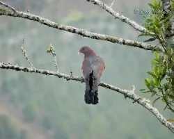 Patagioenas flavirostris