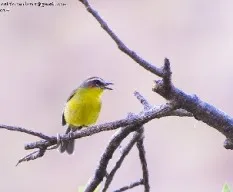 Basileuterus rufifrons