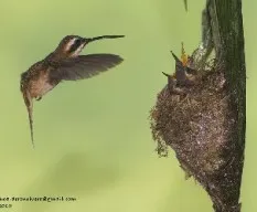 Phaethornis striigularis