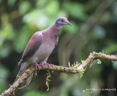 Patagioenas cayennensis