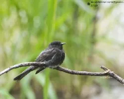 Sayornis nigricans