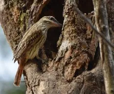 Myiodynastes maculatus