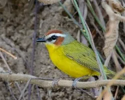 Basileuterus rufifrons