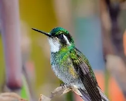 Lampornis castaneoventris