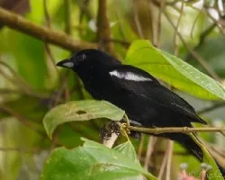 Tachyphonus luctuosus