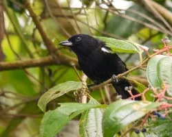 Tachyphonus luctuosus