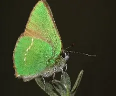 Callophrys rubi 
