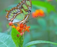 Siproeta stelenes biplagiata