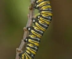 Danaus plexippus