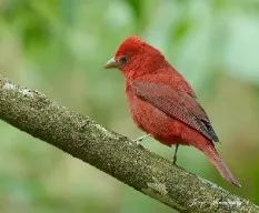 Piranga rubra
