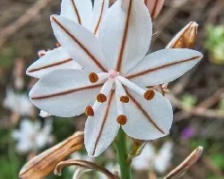 Asphodelus fistolosus