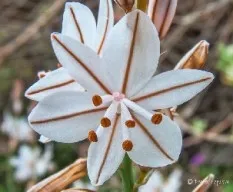 Asphodelus fistolosus